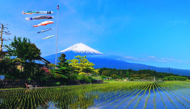 koinobori Mt Fuji